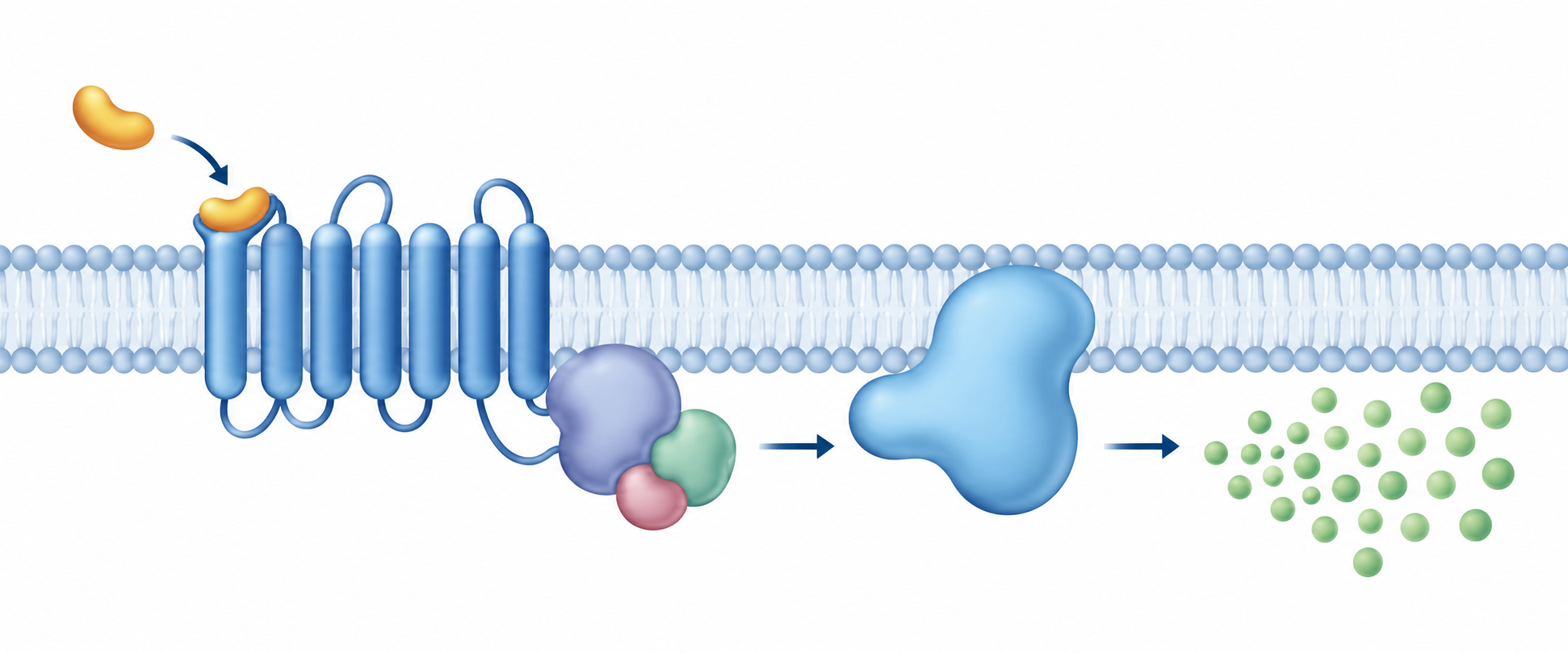 Schematic relay: a ligand docks at one seven-helix membrane receptor, which connects to a G-protein complex, a downstream relay, and a cluster of second-messenger dots; no molecular scale is implied